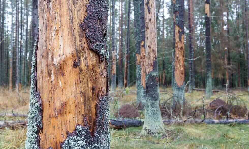 trees with fallen bark