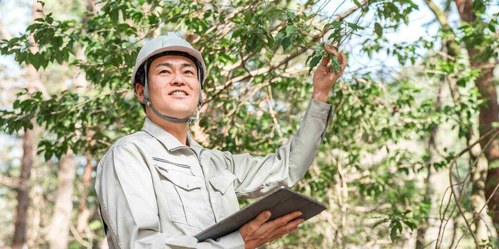 asian arborist inspecting the tree