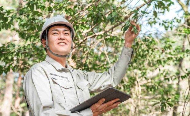 asian arborist inspecting the tree