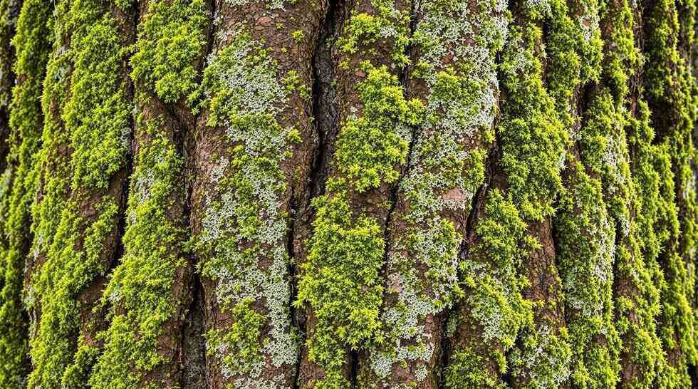 close up of wood and moss texture, eco design, natural background