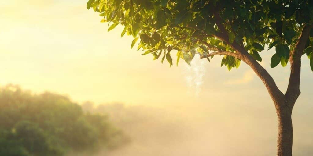 natural transpiration processes supporting a healthy environment