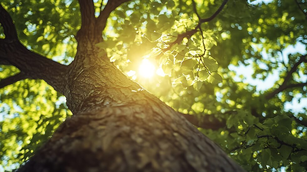 sunlight through tree leaves after plant health care