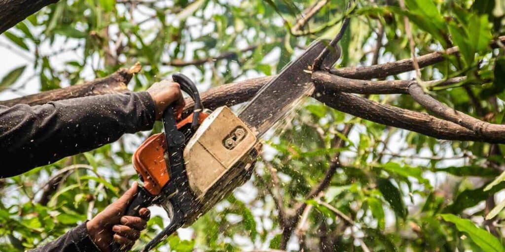 lumberjack in a black shirt sawing a chainsaw on mango tree