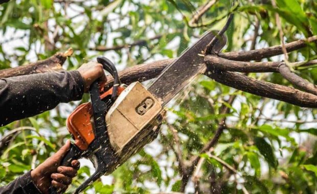 lumberjack in a black shirt sawing a chainsaw on mango tree