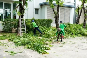 professional gardener pruning a tree at village