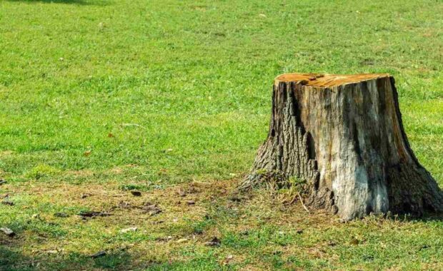 tree stump