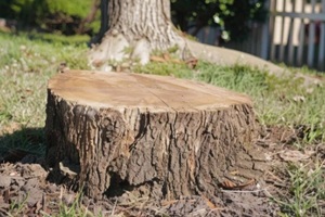 tree stump in the yard where a tree used to be