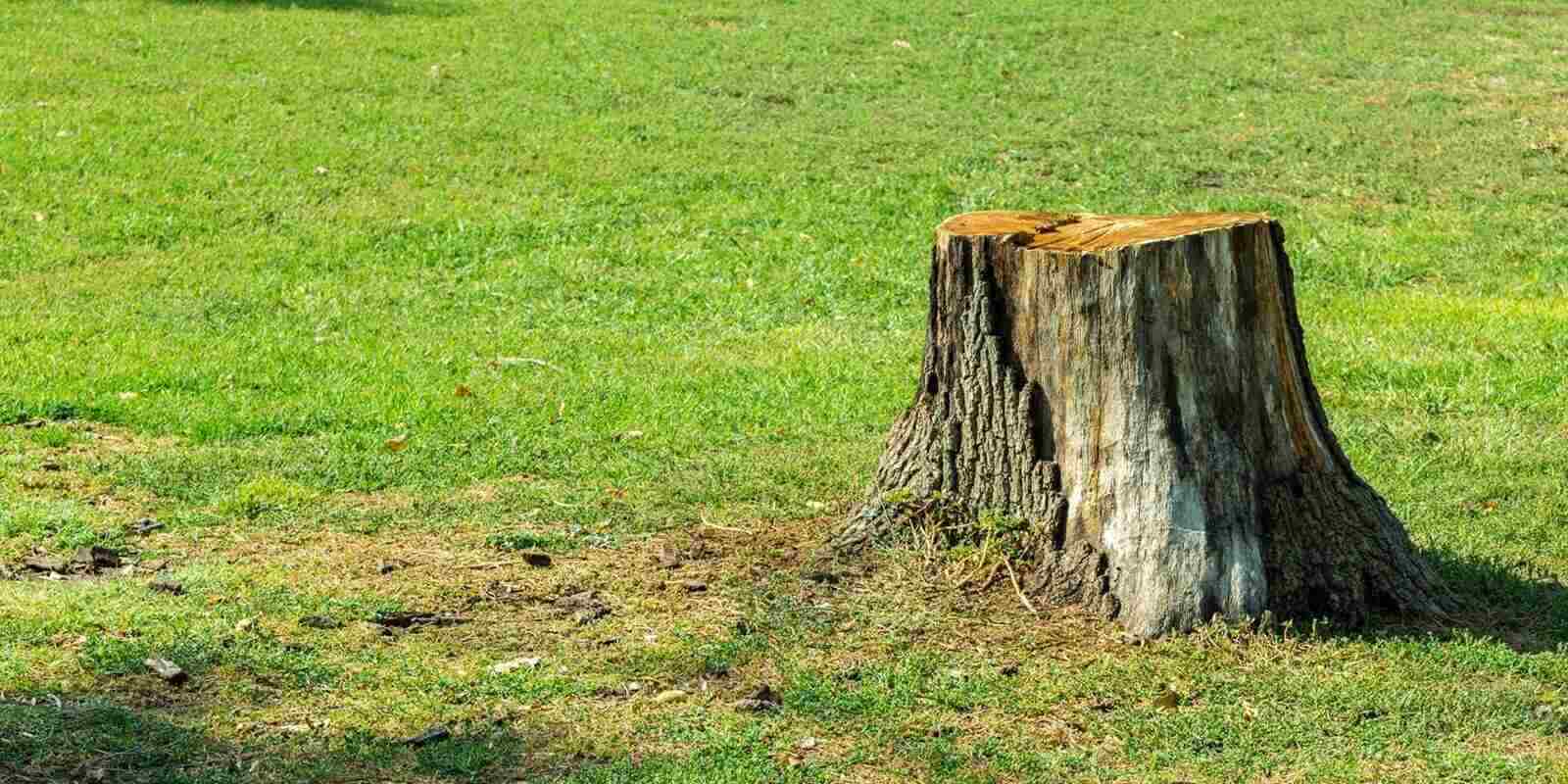 tree stump