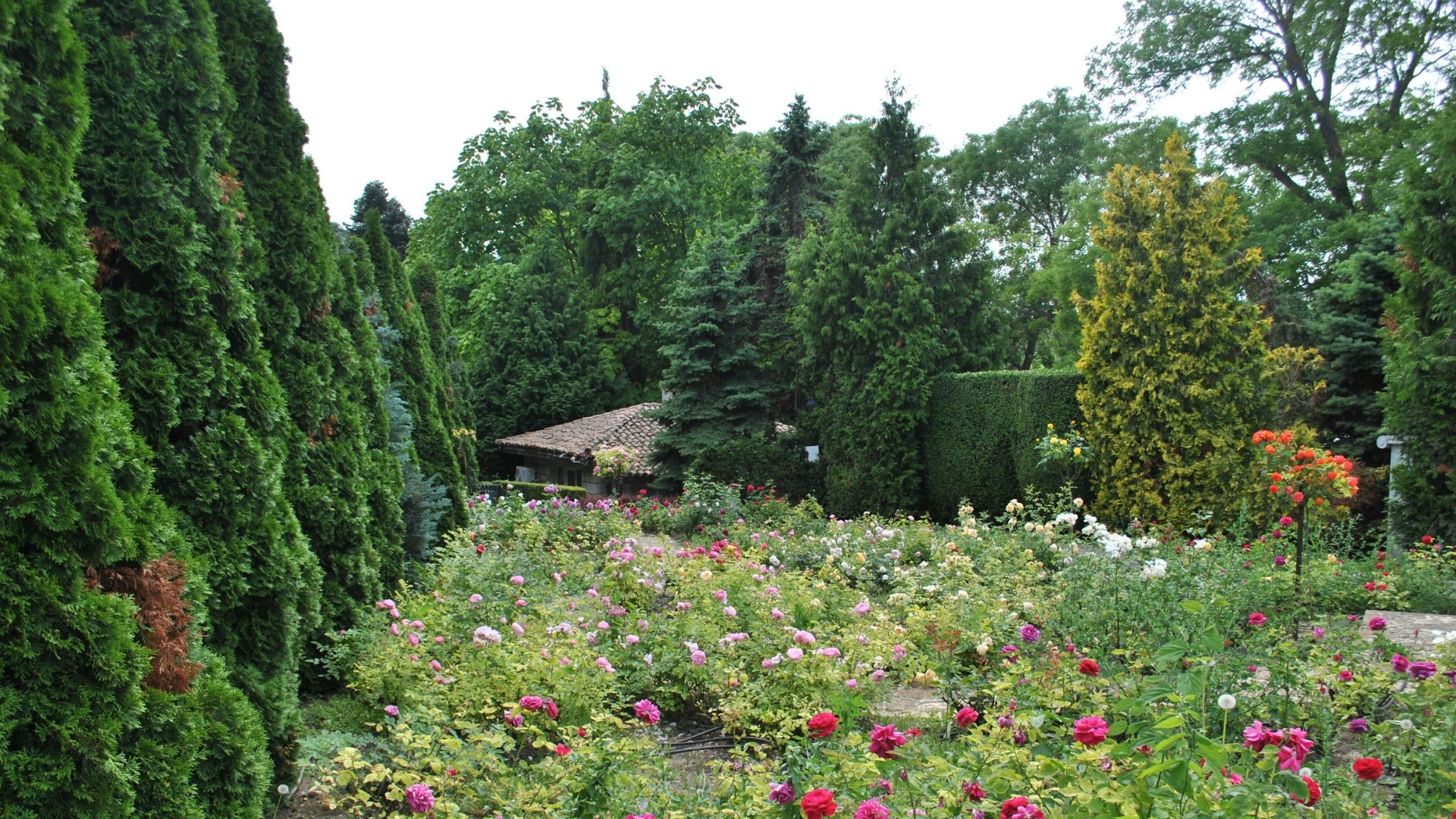 Beautiful Evergreen Trees Useful to Your Virginia Home RTEC Treecare