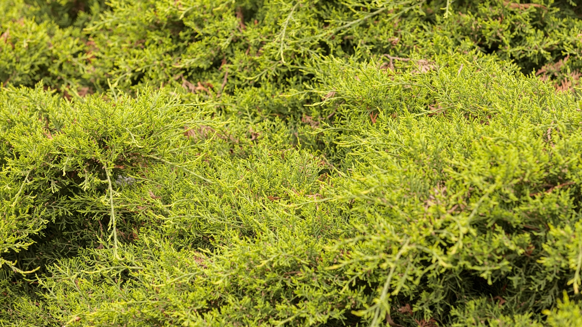 Healthy Evergreen Shrubs and Trees Useful to Your Virginia Home RTEC Treecare