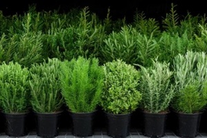 evergreen shrubs in pots at garden center