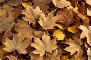 fallen leaves during a fall season