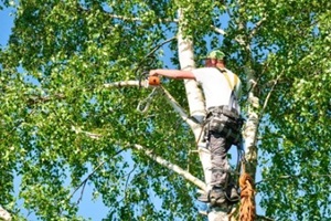 mature male tree trimmer high in birch tree