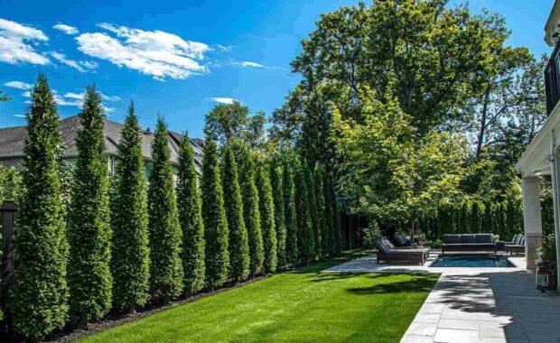 neat row of lush arborvitae trees serves as a natural privacy screen in a tranquil suburban backyard