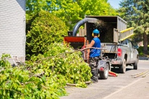professionals cutting a tree near a building