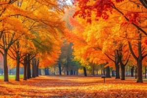 serene autumn park with a blurred background of vibrant fall foliage and tall trees in shades of orange