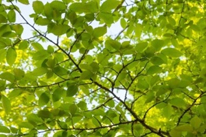 stunning view under American elm tree