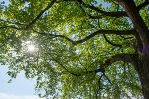 sun shines through new leaves on elm tree
