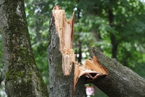 tree damaged by storm