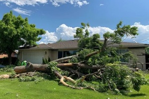 tree fallen near a home