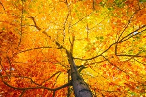 tree with colorful leafs in fall