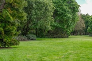 trees in a beautiful lawn