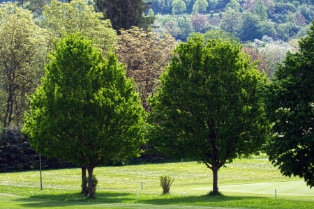 Photo showing landscaped trees tended to by RTEC in Virginia