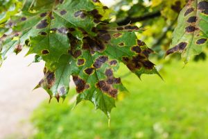 A tree issue of fungal disease on maple leaves in the form of dark spots caused by the pathogen Rhytisma Acerinum
