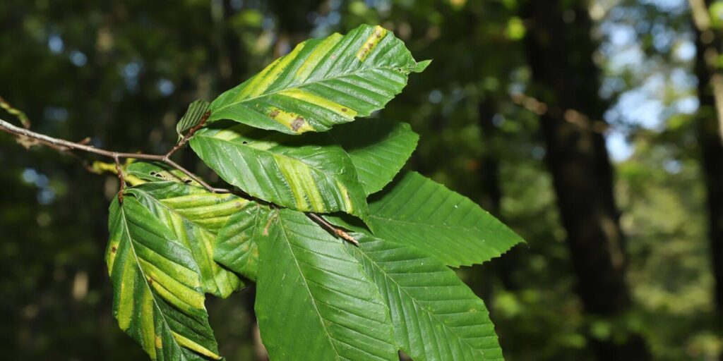 american beech tree (Fagus grandifolia) with beech leaf disease (BLD)