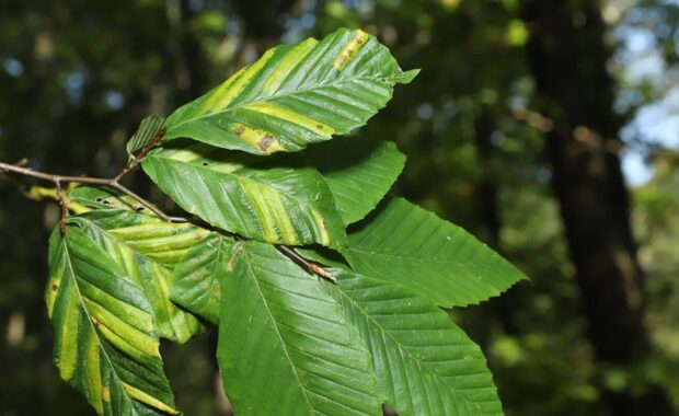 american beech tree (Fagus grandifolia) with beech leaf disease (BLD)