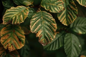 beech leaf disease linked to nematode worm litylenchus crenatae is a deadly new disease of american beech fagus grandifolia