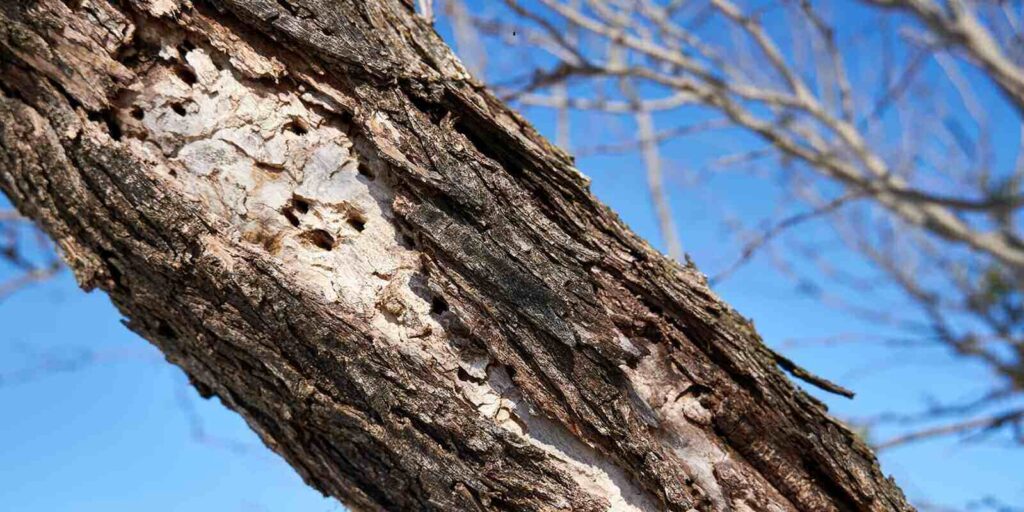 blonding on a dead ash tree due to woodpecker damage after emerald ash borer infestation