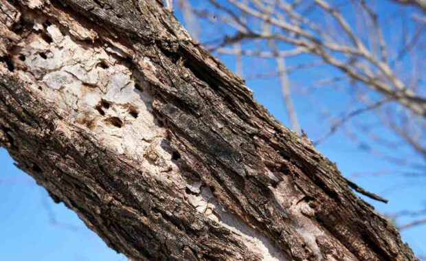blonding on a dead ash tree due to woodpecker damage after emerald ash borer infestation