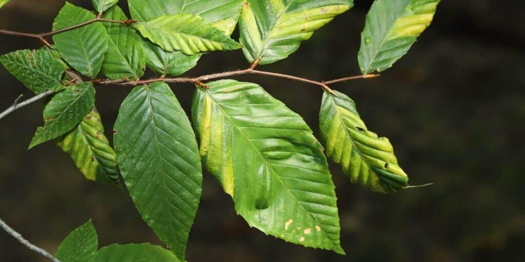 branch of an american beech (Fagus grandifolia) tree with leaves exhibiting yellow stripes characteristic of Beech leaf disease (BLD)