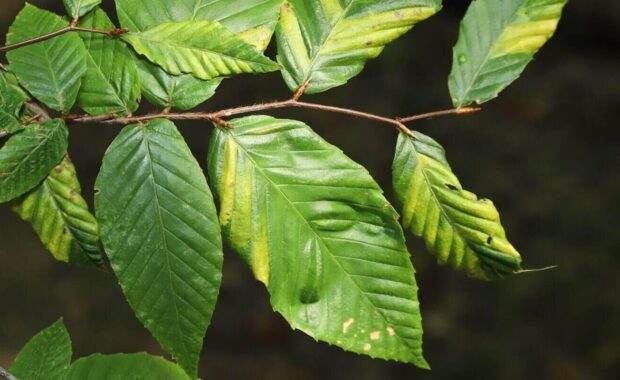 branch of an american beech (Fagus grandifolia) tree with leaves exhibiting yellow stripes characteristic of Beech leaf disease (BLD)