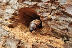 brown beetle emerges from a hole in a tree trunk