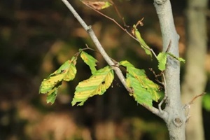 damaged leaves on a young sapling of an American Beech (Fagus grandifolia) 