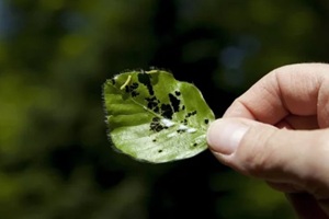 hand holding a leaves on a young sapling of an American Beech (Fagus grandifolia) 
