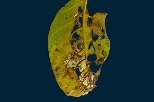 infected beech leaf tree leaf