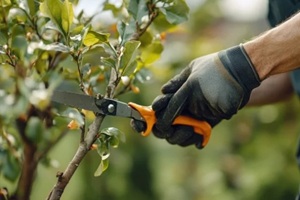 landscaper pruning trees in a backyard garden