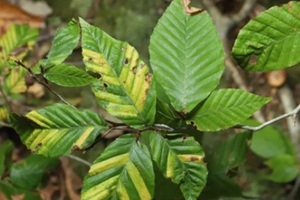 looking down on leaves of an American Beech tree (Fagus grandifolia), suffering from Beech leaf disease
