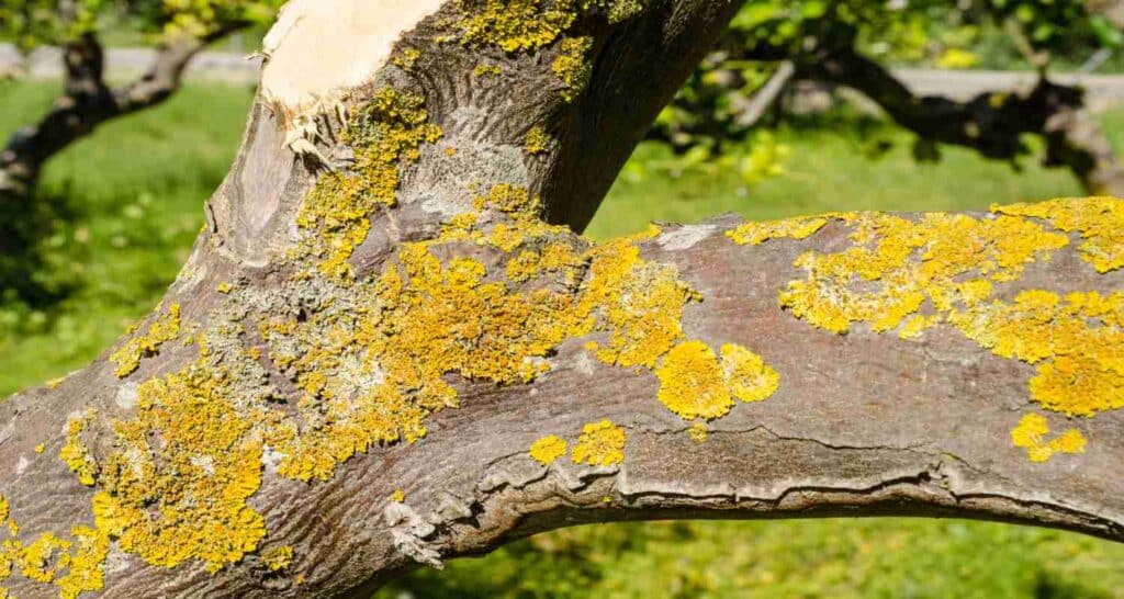 tree with disease issue