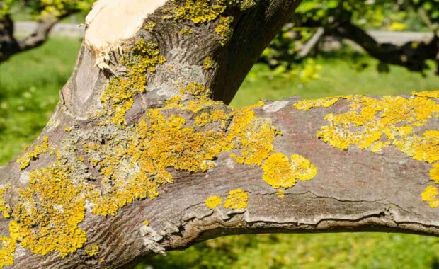 tree with disease issue