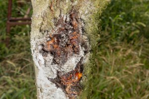 tree issues with close-up of damage to rot and parasites. The concept of protection of an industrial peach garden