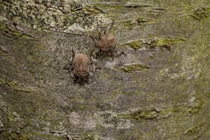 two mottled shield bugs crawling on tree bark