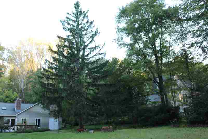 Large tree in the main yard that has health care