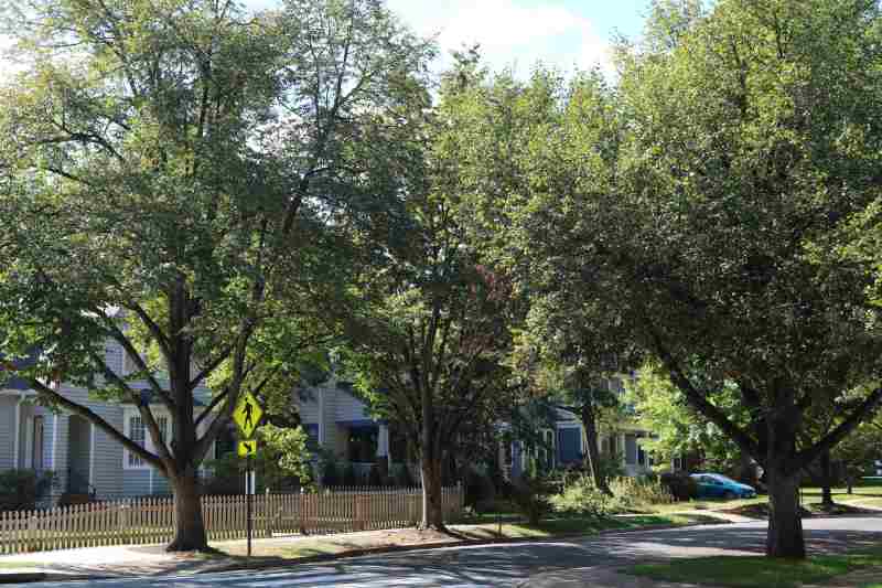 home using rtec to keep yard clean