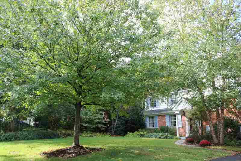 home in the fall with tree in yard