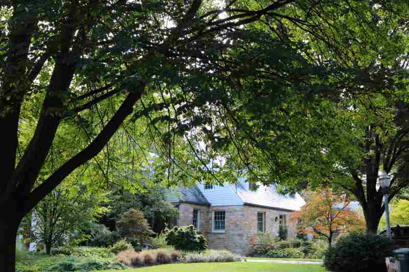 yard outside a home with large tree in front