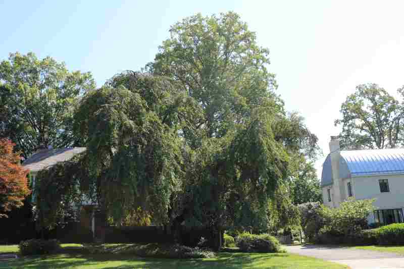 huge tree in yard that is taken good care